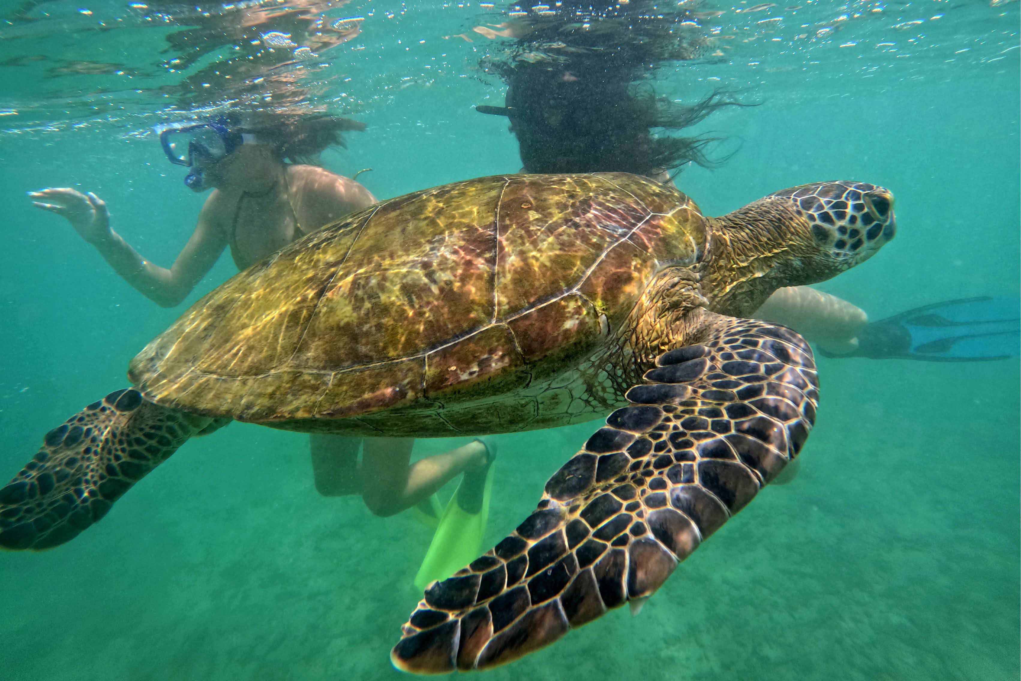 Snorkeling with turtles in Mirissa, Sri Lanka